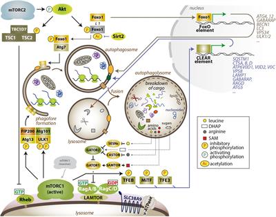 The mTOR–Autophagy Axis and the Control of Metabolism